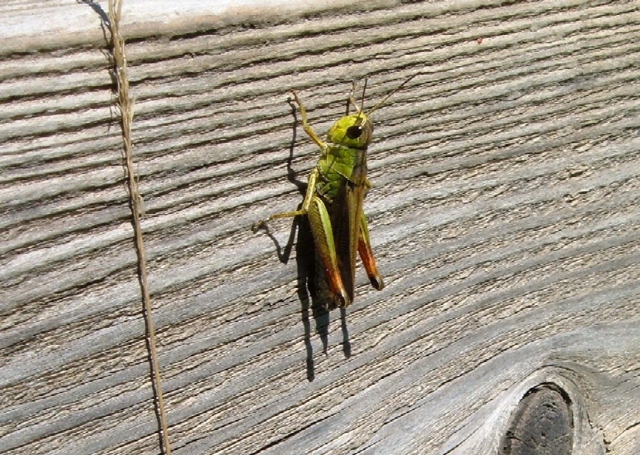 Ortotteri delle Orobie valtellinesi (Sondrio)